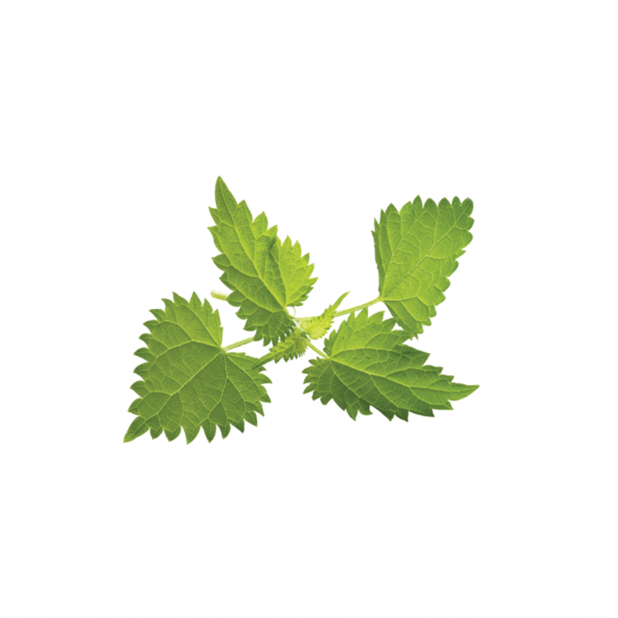 Крапива Картинка Для Детей На Прозрачном Фоне – Telegraph