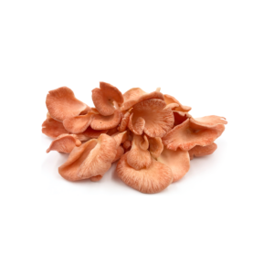 cogumelo-fresco-ostra-rosa